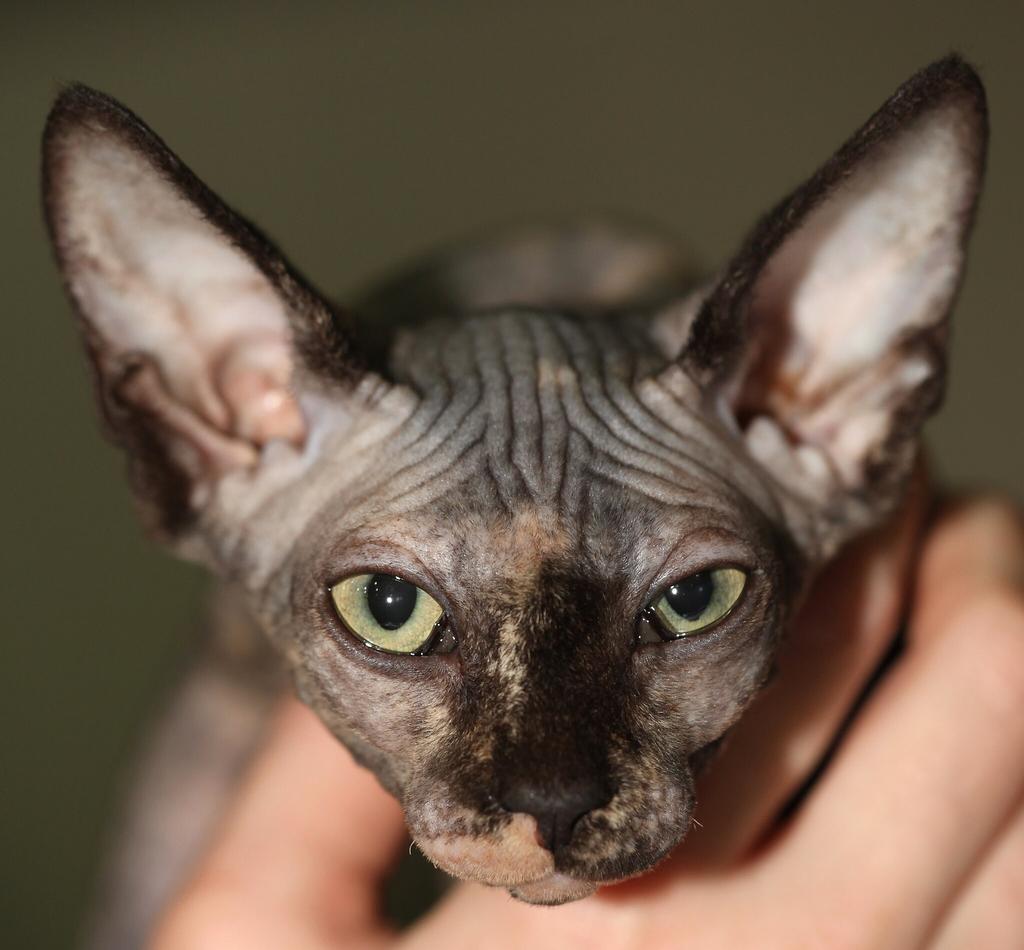 Sphynx Black Cat
