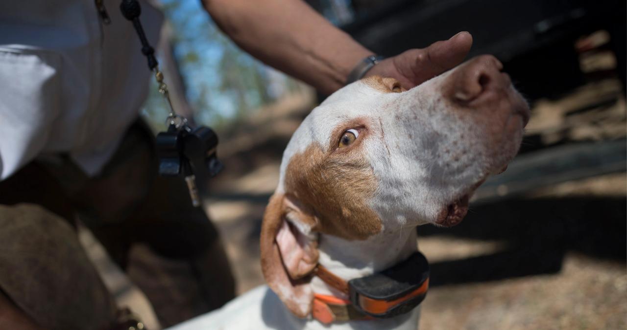 First Aid for Your Hunting Dog