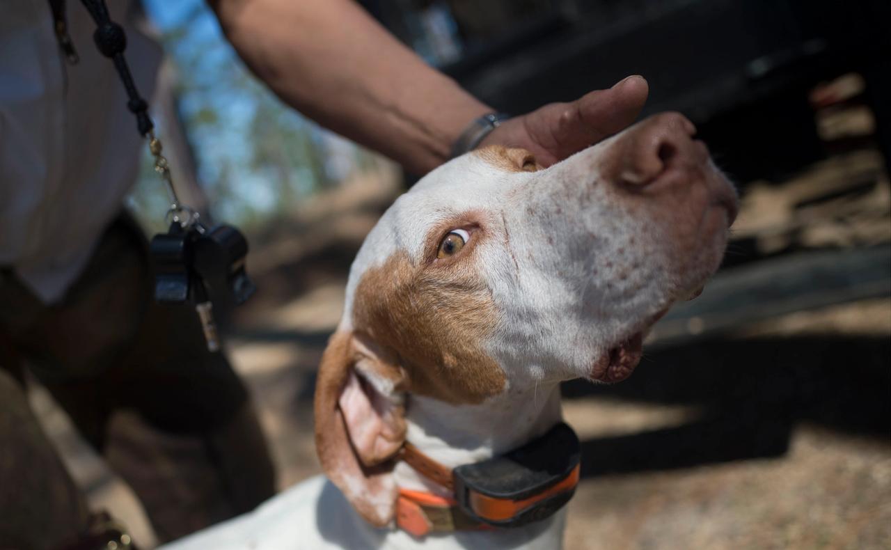 Hunting Dogs Eyecare