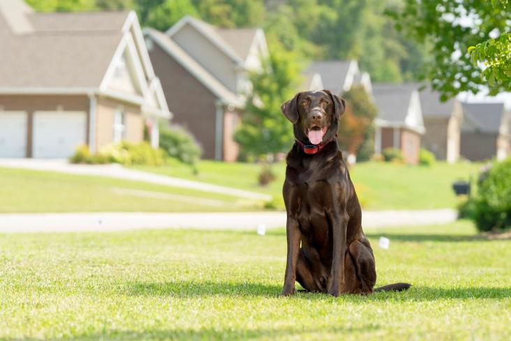 dog in yard