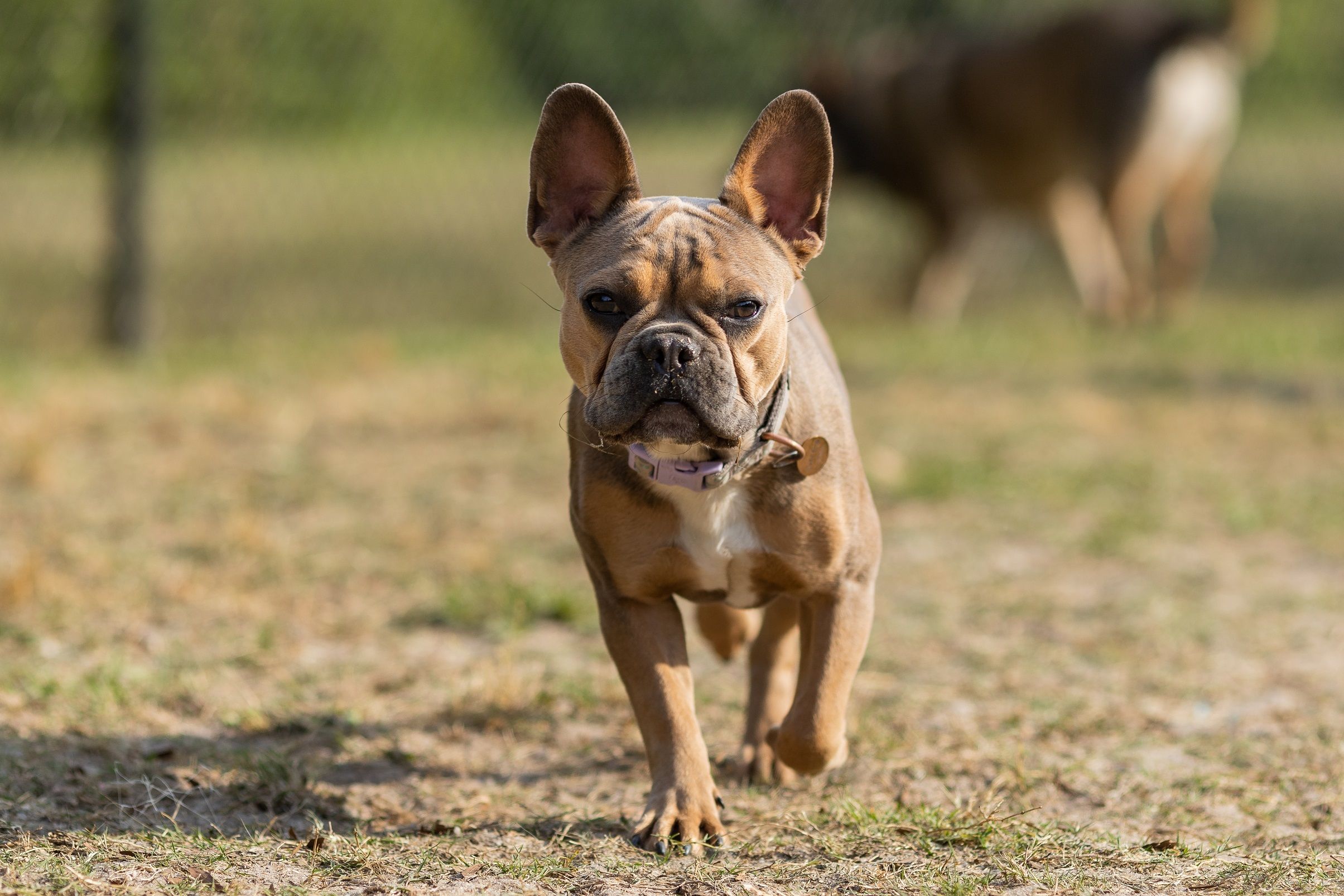 French bulldog running