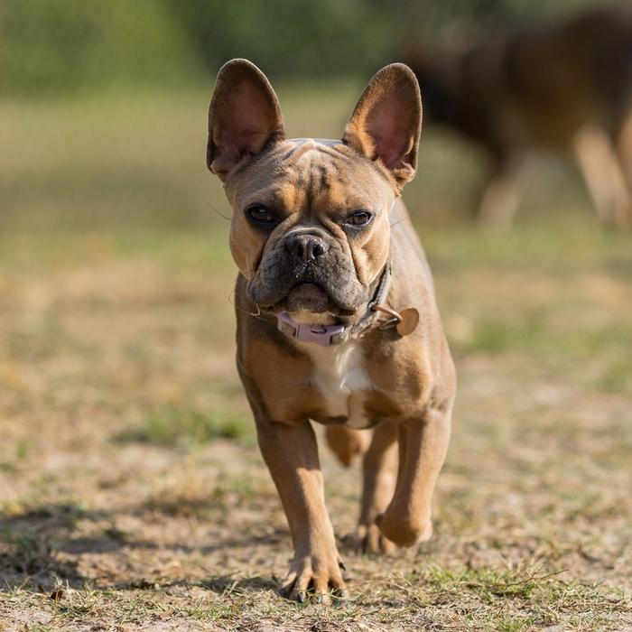 French bulldog running