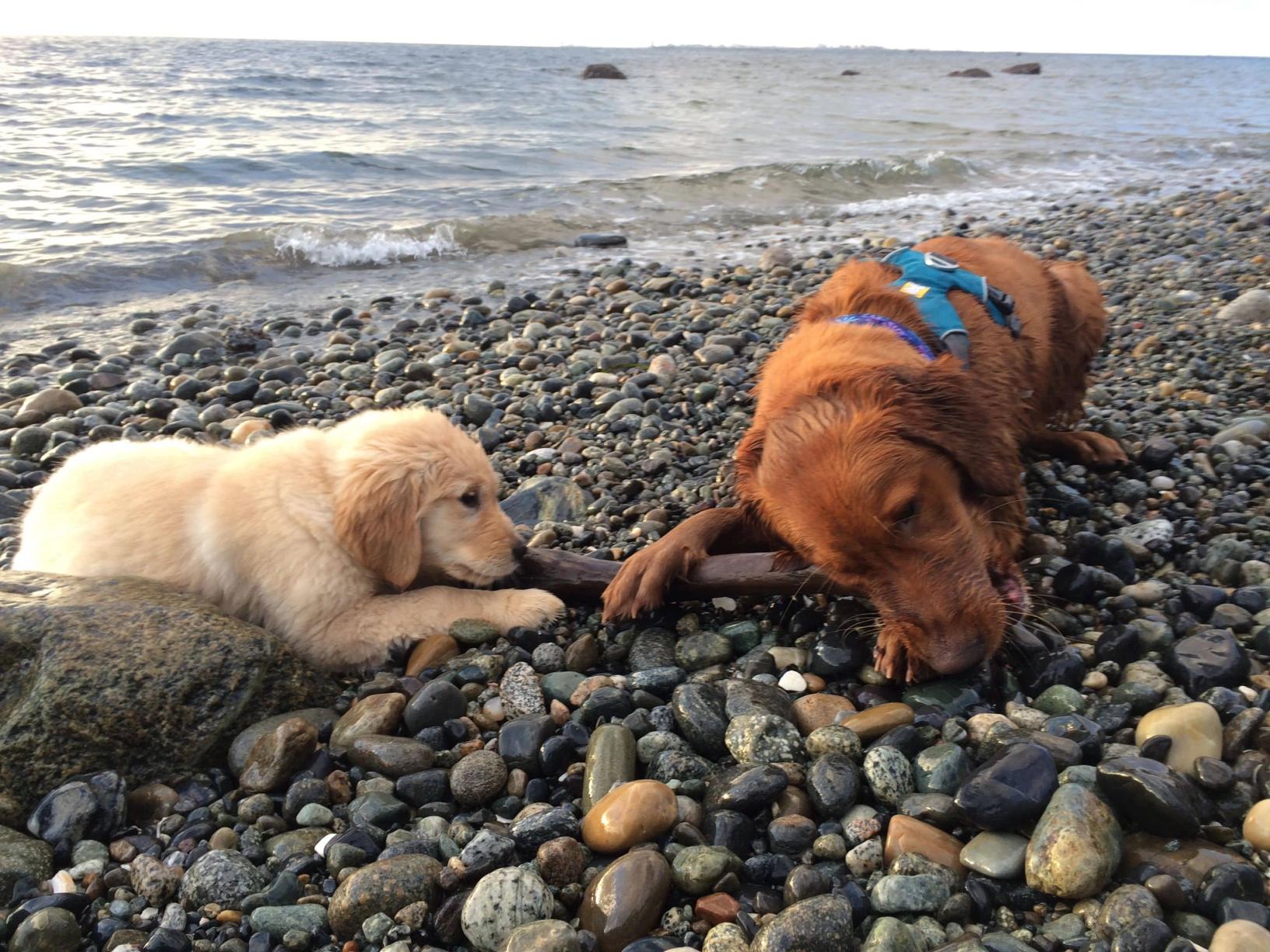 5 Tips for Training Your Puppy Not to Bite