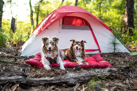 Two Australian Shepherds laying on the Loft Dog Bed while camping.