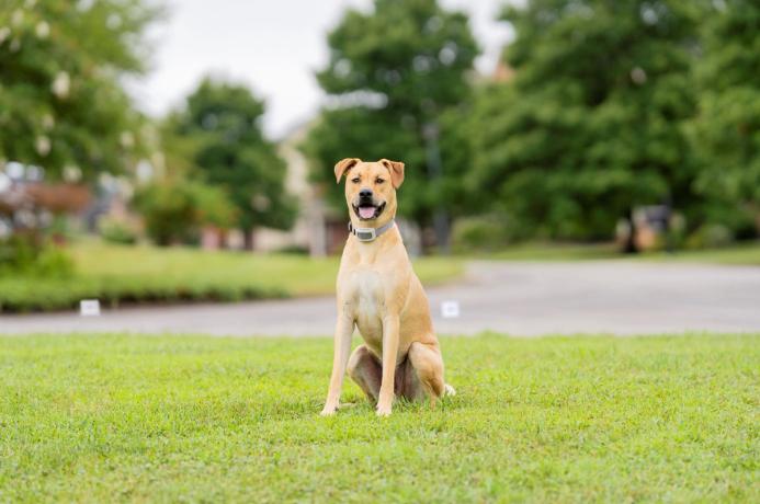 dog in electronic fence