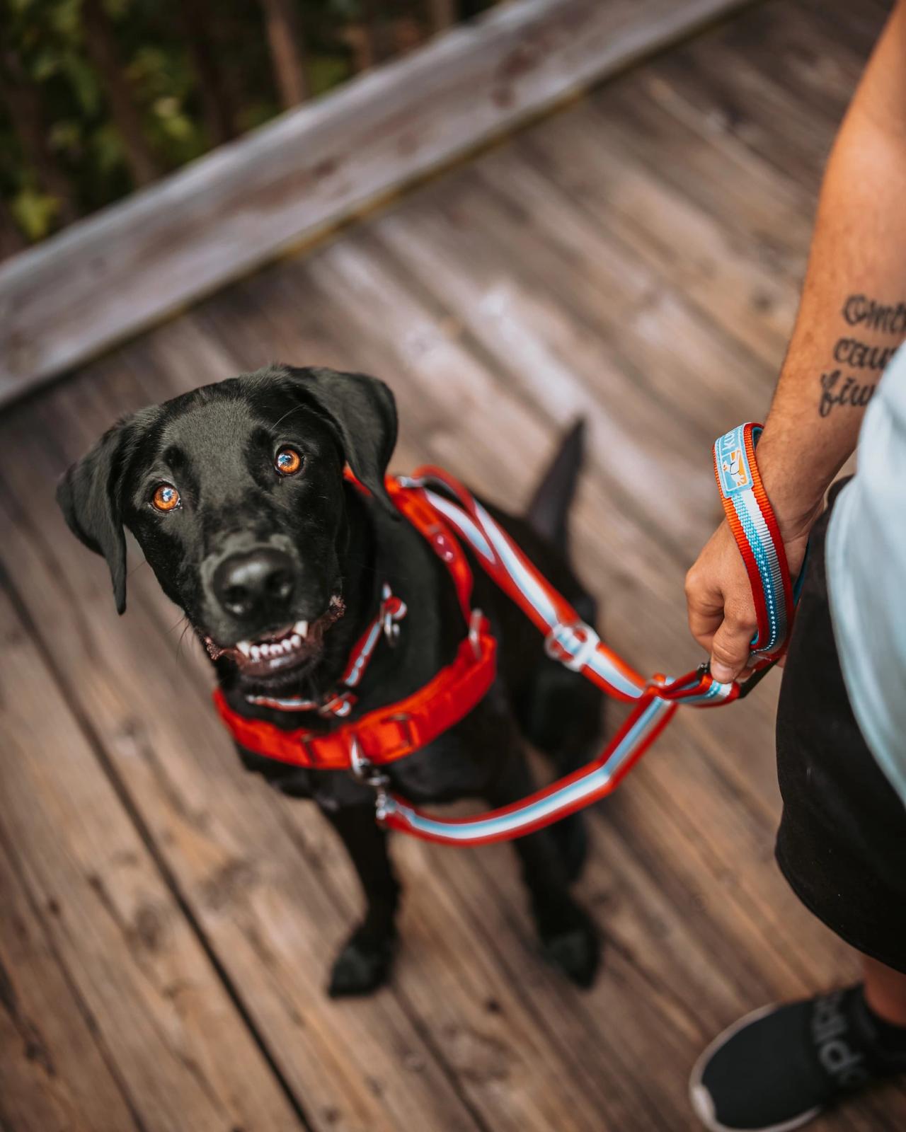 Dog on leash