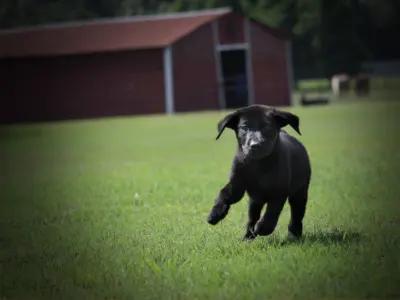 Where to Begin with Puppy Training