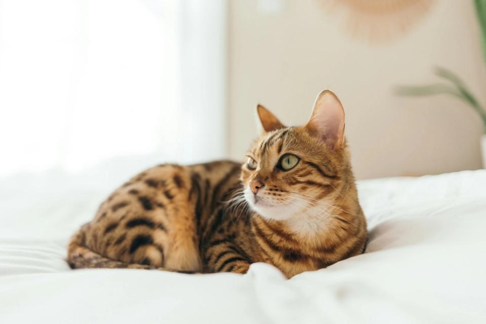 Bengal Cat