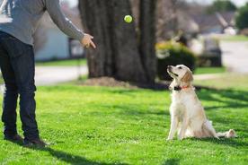 Static Dog Fence Collar