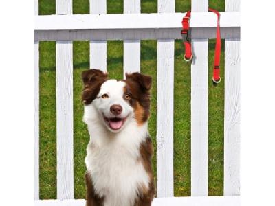 dog and fence
