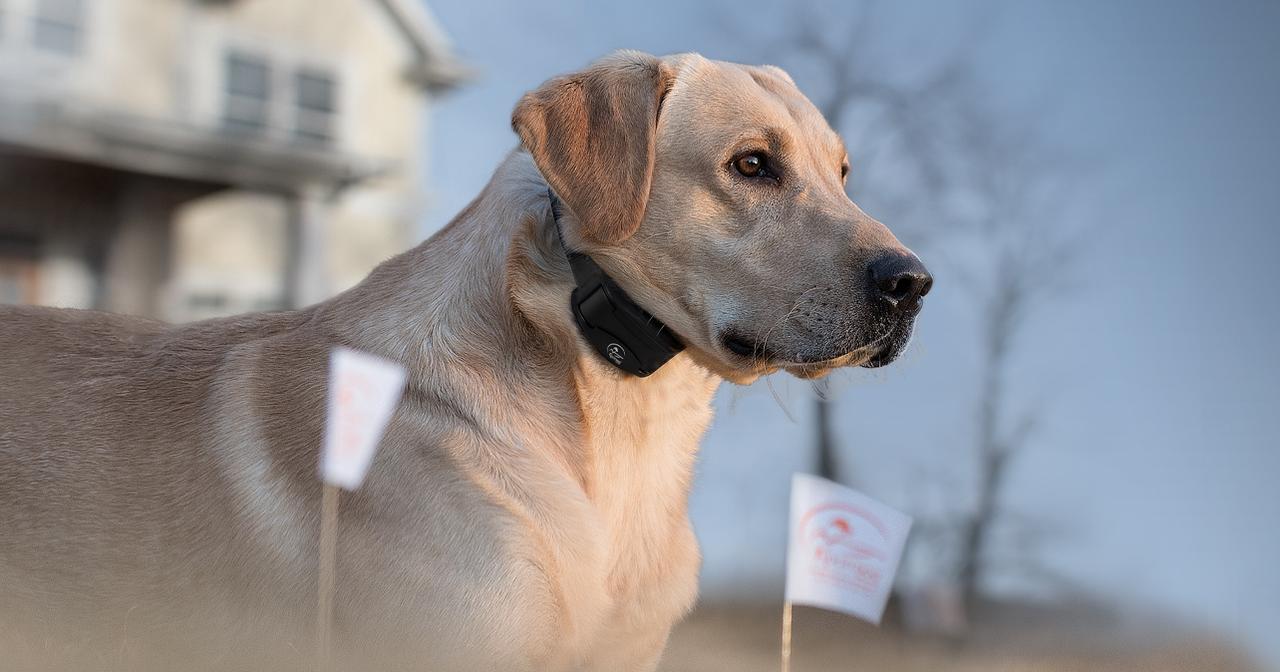 Yellow lab laying down behind small white fence flags