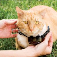 fitting cat collar