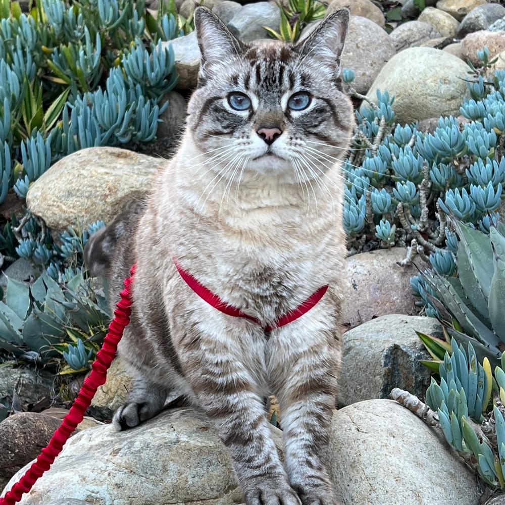 Gray and white cat sitting outside on rocks wearing a red PetSafe Come with Me KItty Harness.