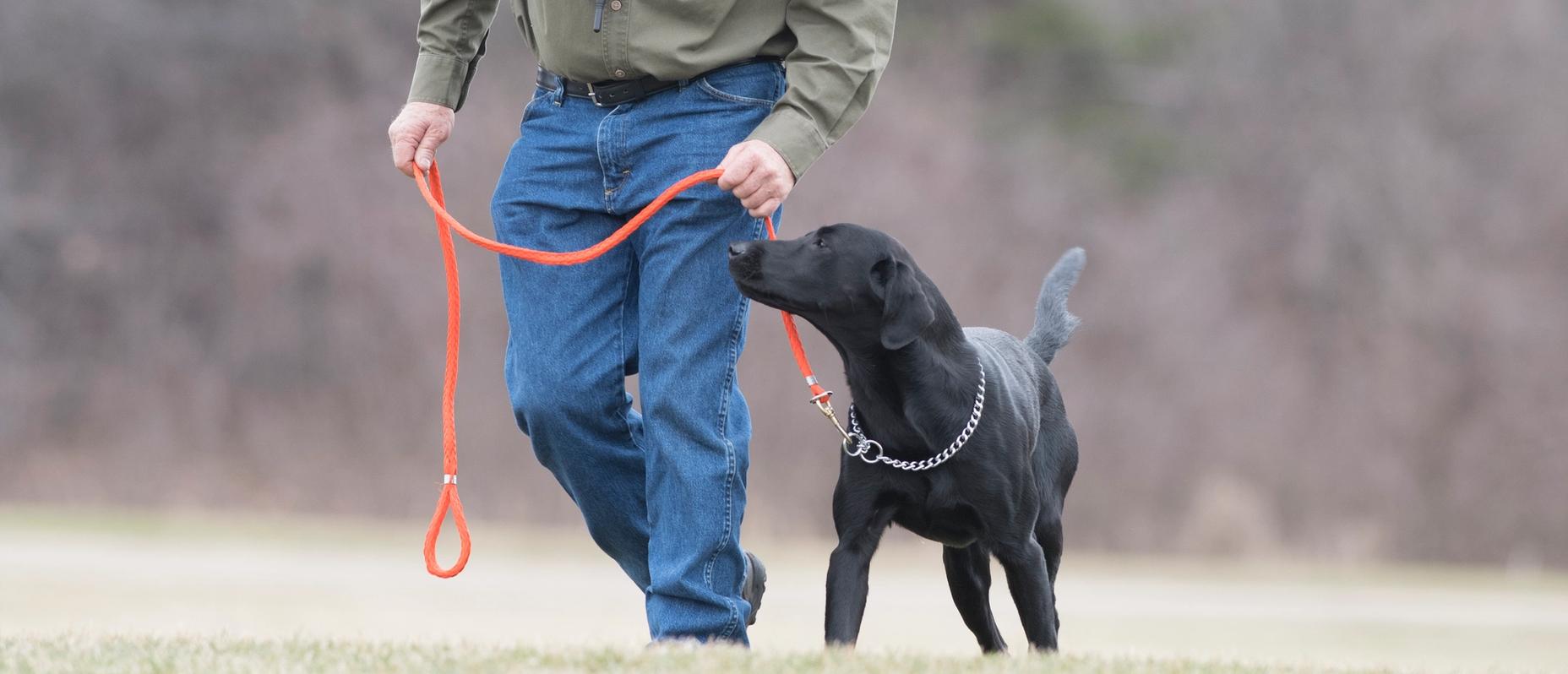Pro Trainer Tom Dokken teaching a dog how to walk at heel