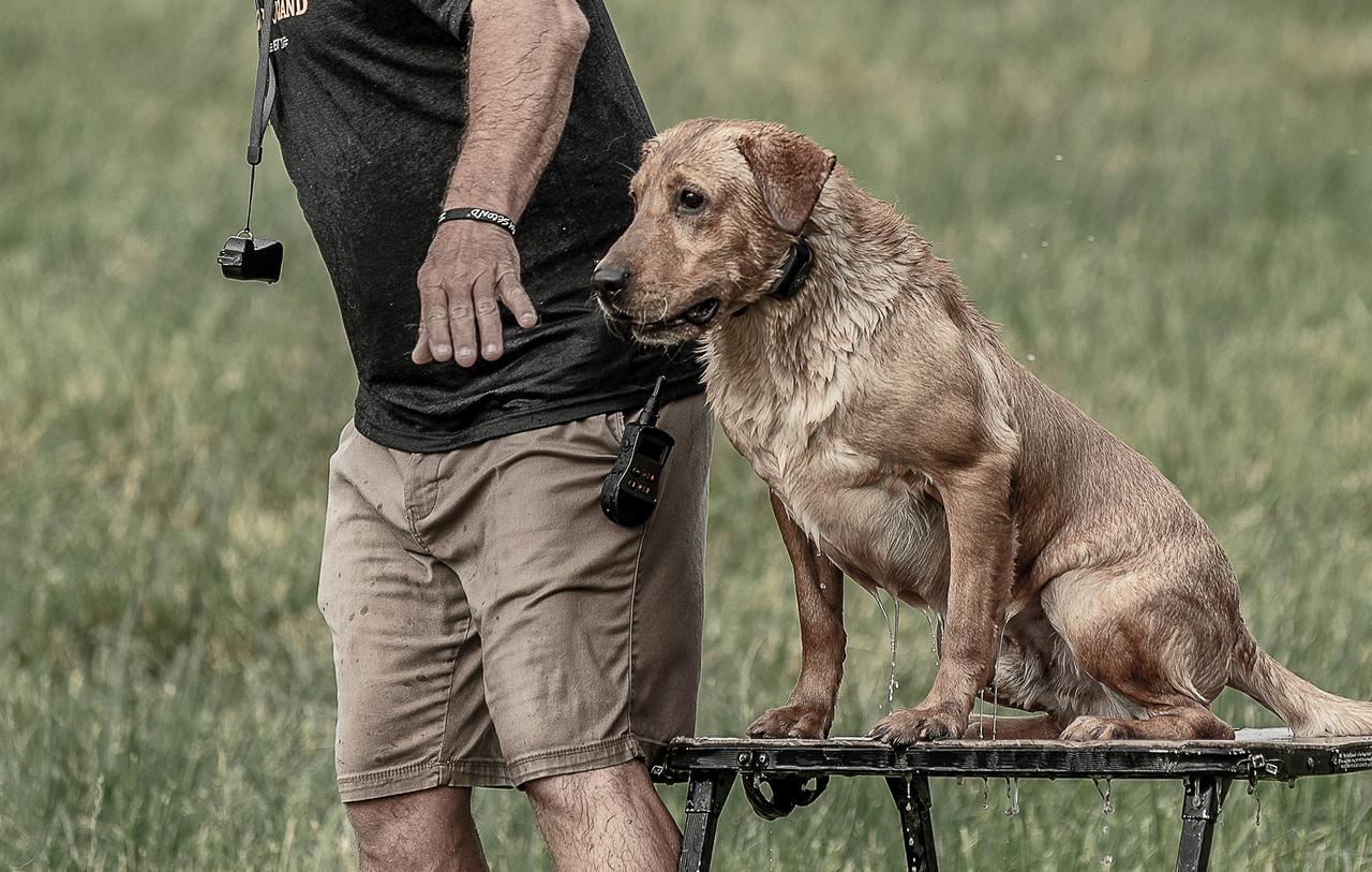 Mid-Season Tune-Ups for Your Retriever