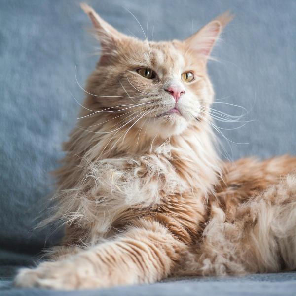 Maine Coon Cat