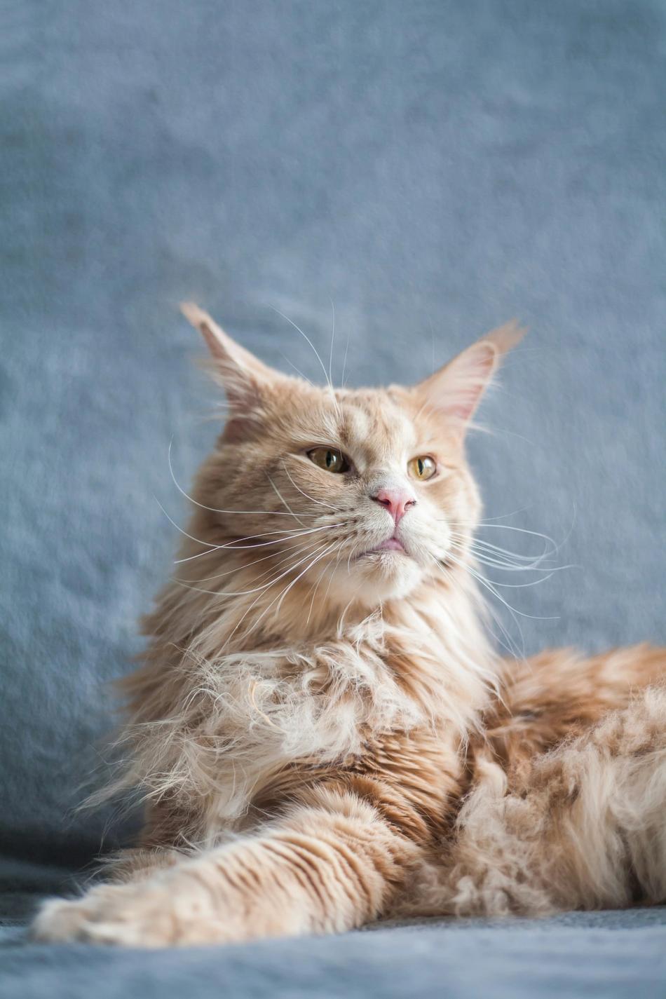 Maine Coon Cat