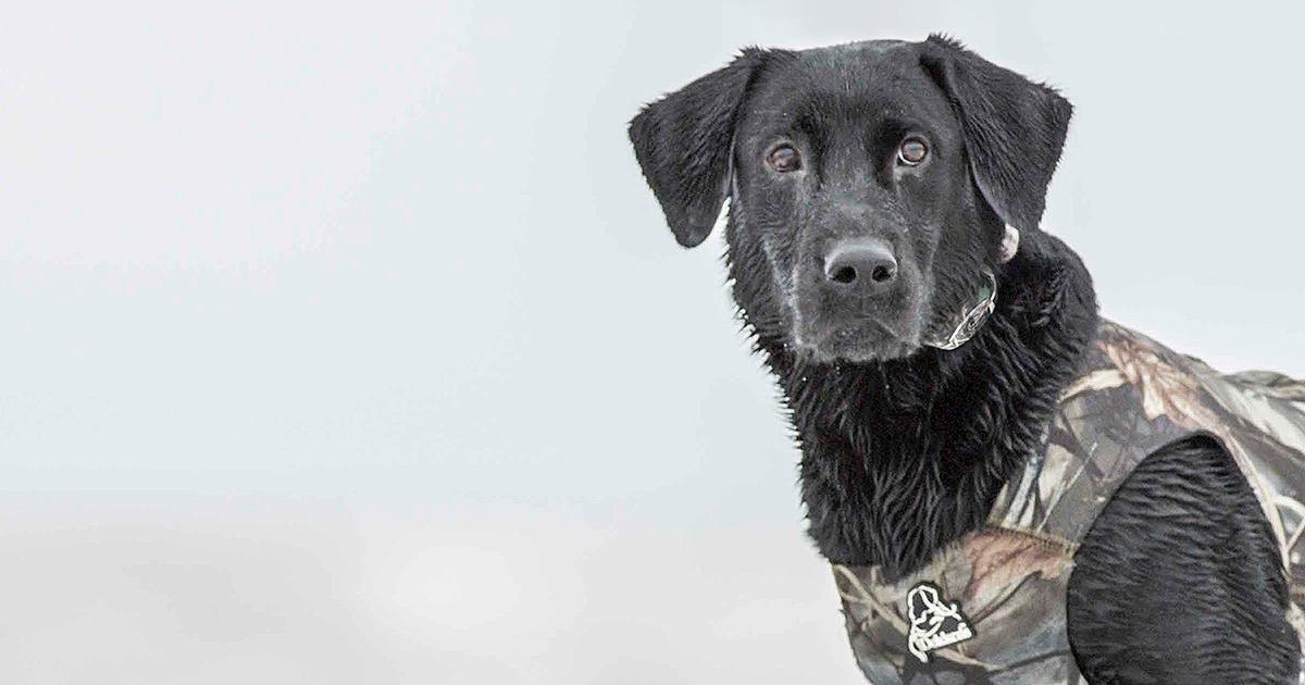 Retriever wearing a camo vest