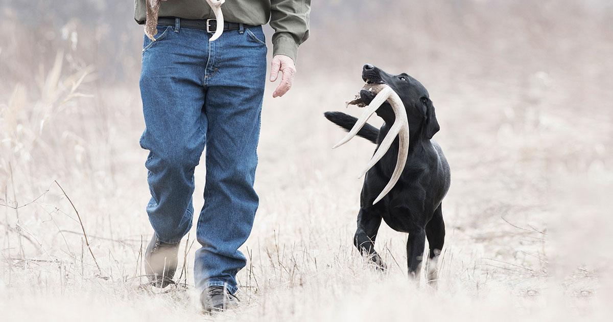 Shed Hunting: Starting Your Dog Out the Right Way - Part 1