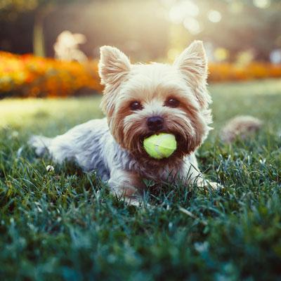 Celebrate National Dog Park Day