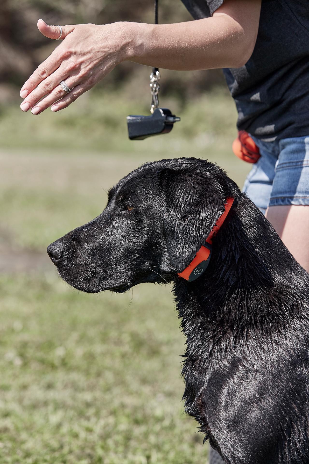 black lab being lined up to retrieve a dummy