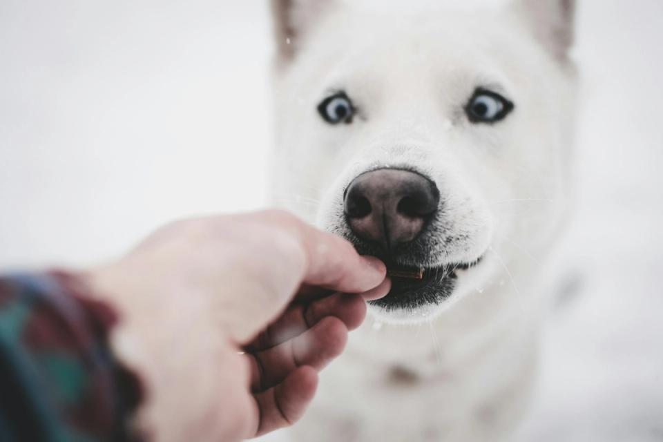 dog eating treat