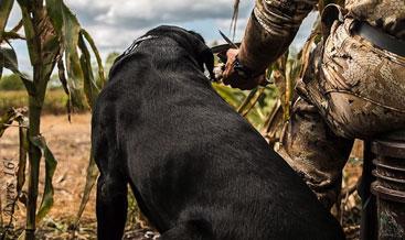 Tips For Dove Hunting And Gun Dogs