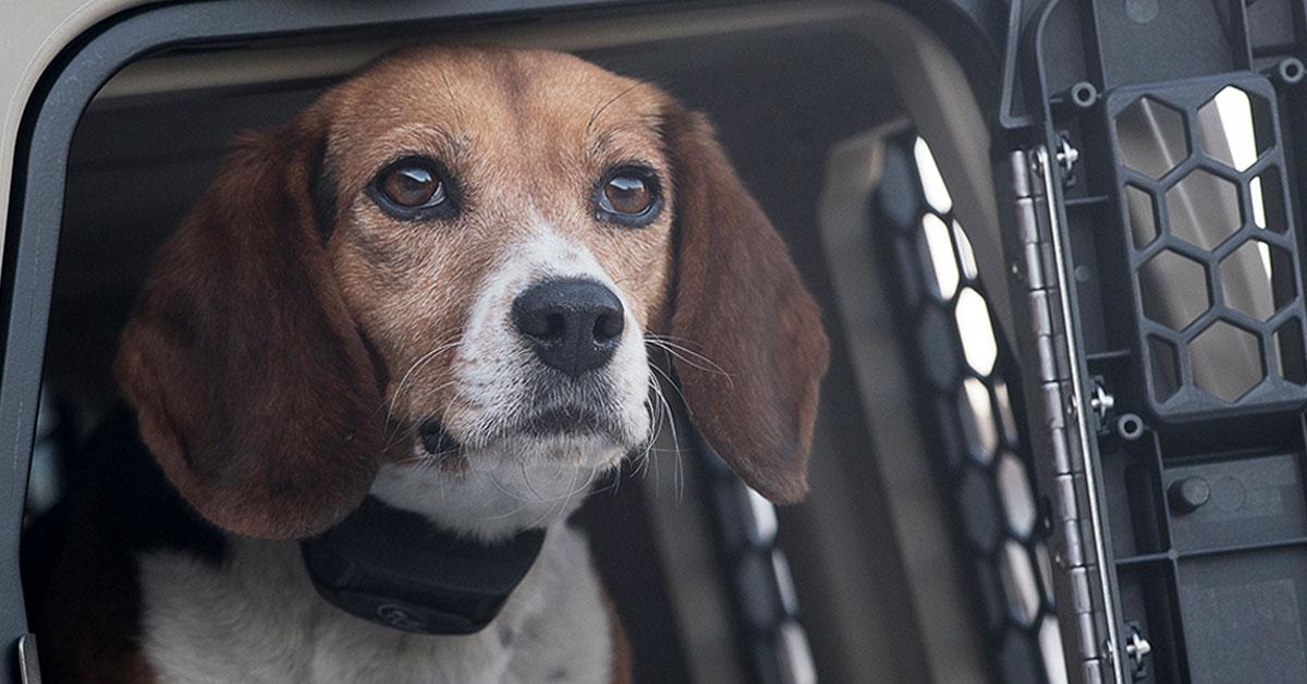 Beagle in kennel wearing NoBark collar