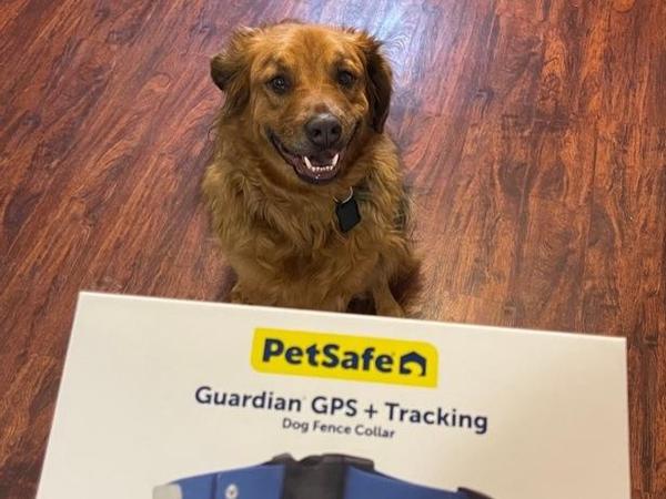 dog sitting happily with gps package