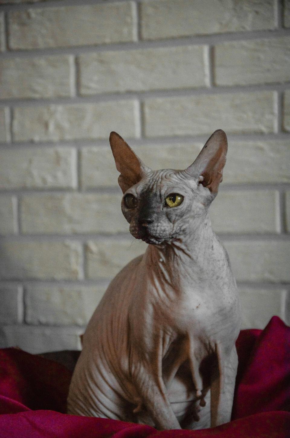 Sphynx Cat