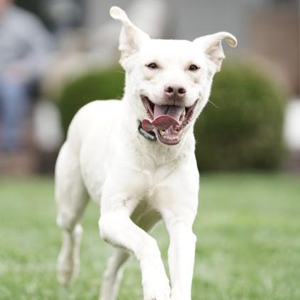 Dog running happily