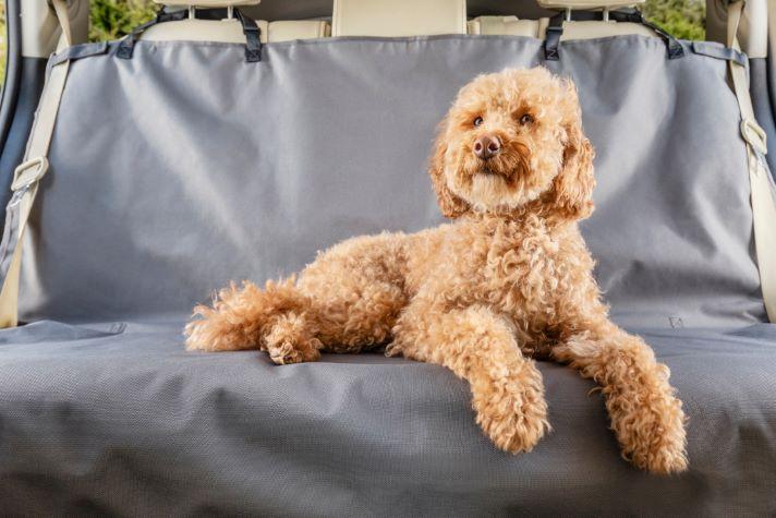 Dog on car seat cover