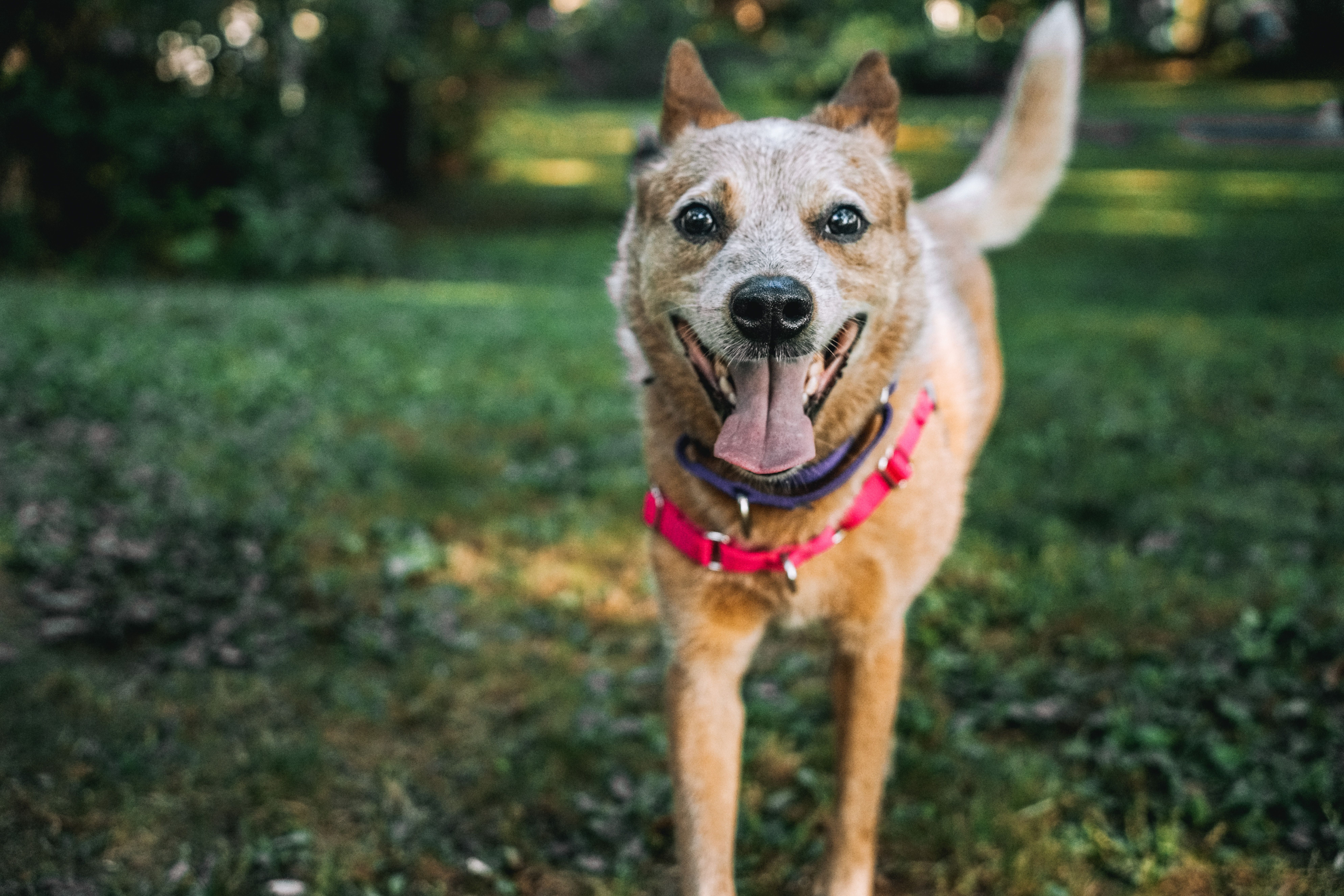 dog playing at dog park