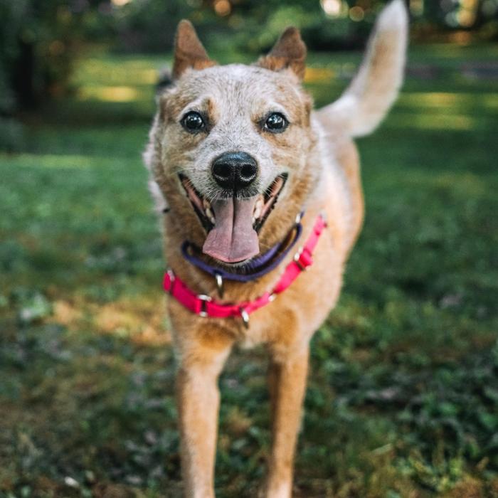 dog playing at dog park