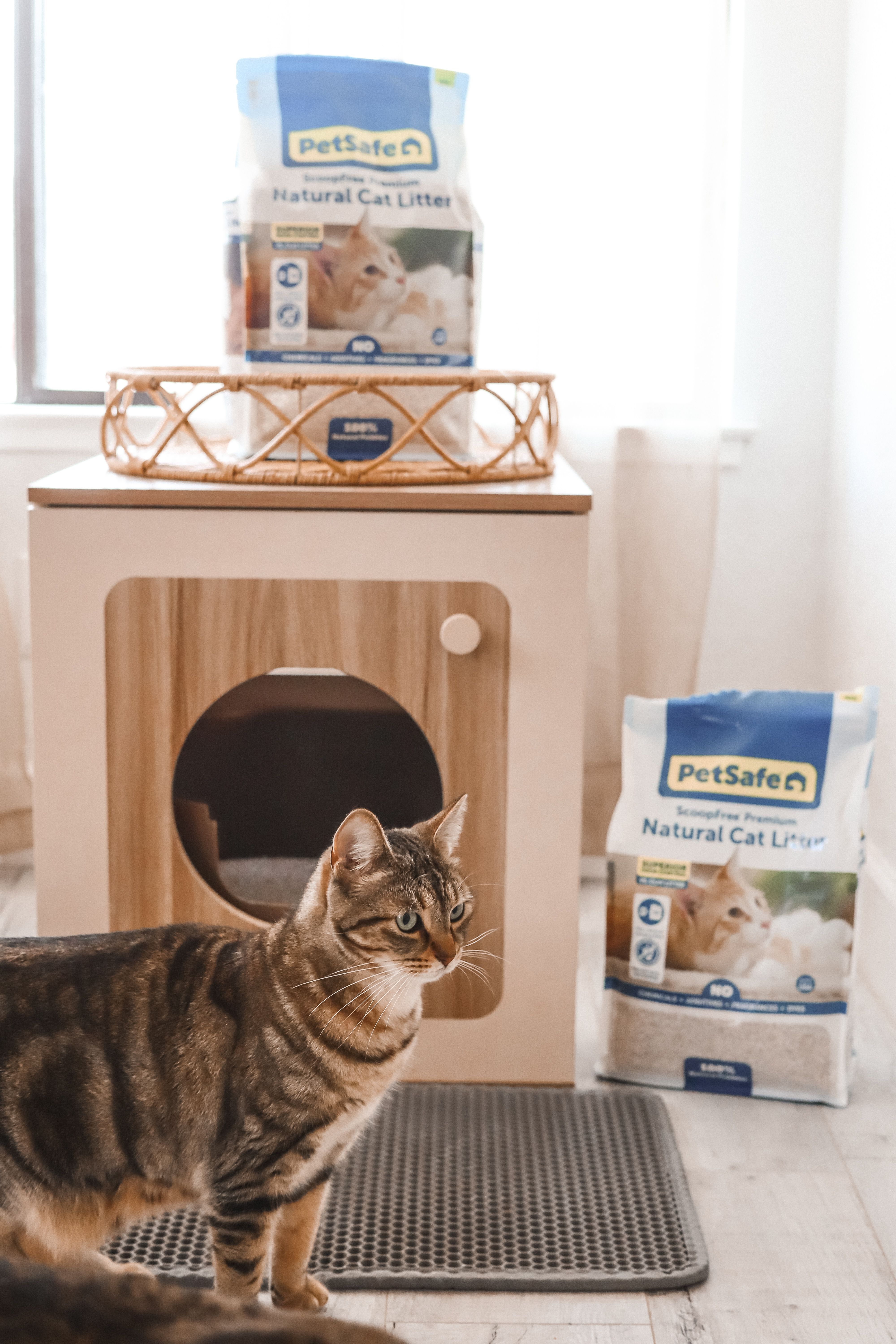 family and cat and automatic litter box