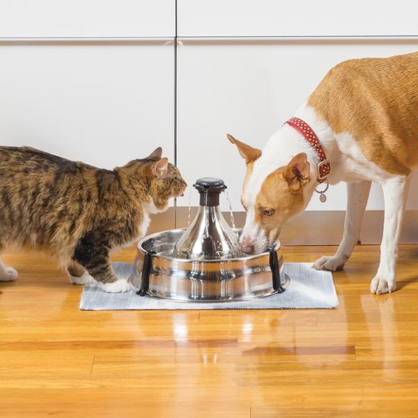 Cat and dog drinking out of fountain