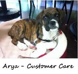 Customer care's dog Arya sitting on a dog bed