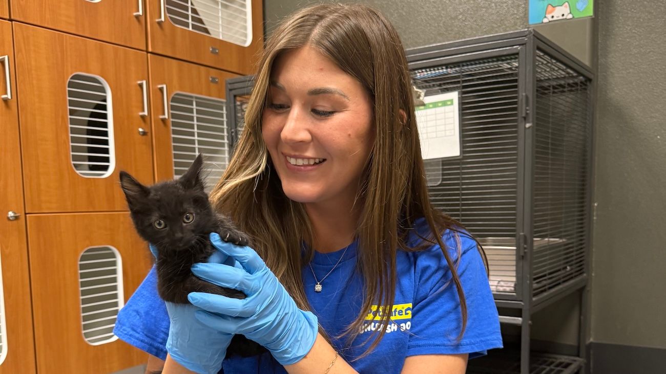 Woman holding kitten in pet shelter