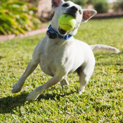 are tennis balls bad for your dog's teeth