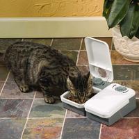 Cat eating