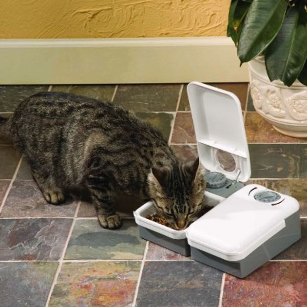 Feeding Multiple Cats PetSafe®