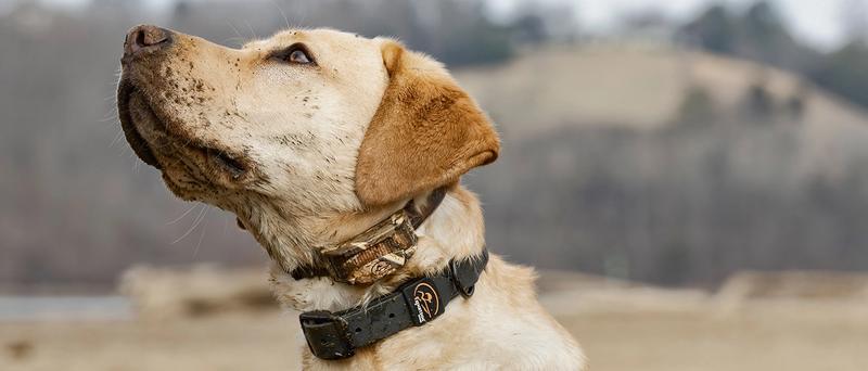 Yellow lab wearing SportDOG e-collar and rugged utility collar