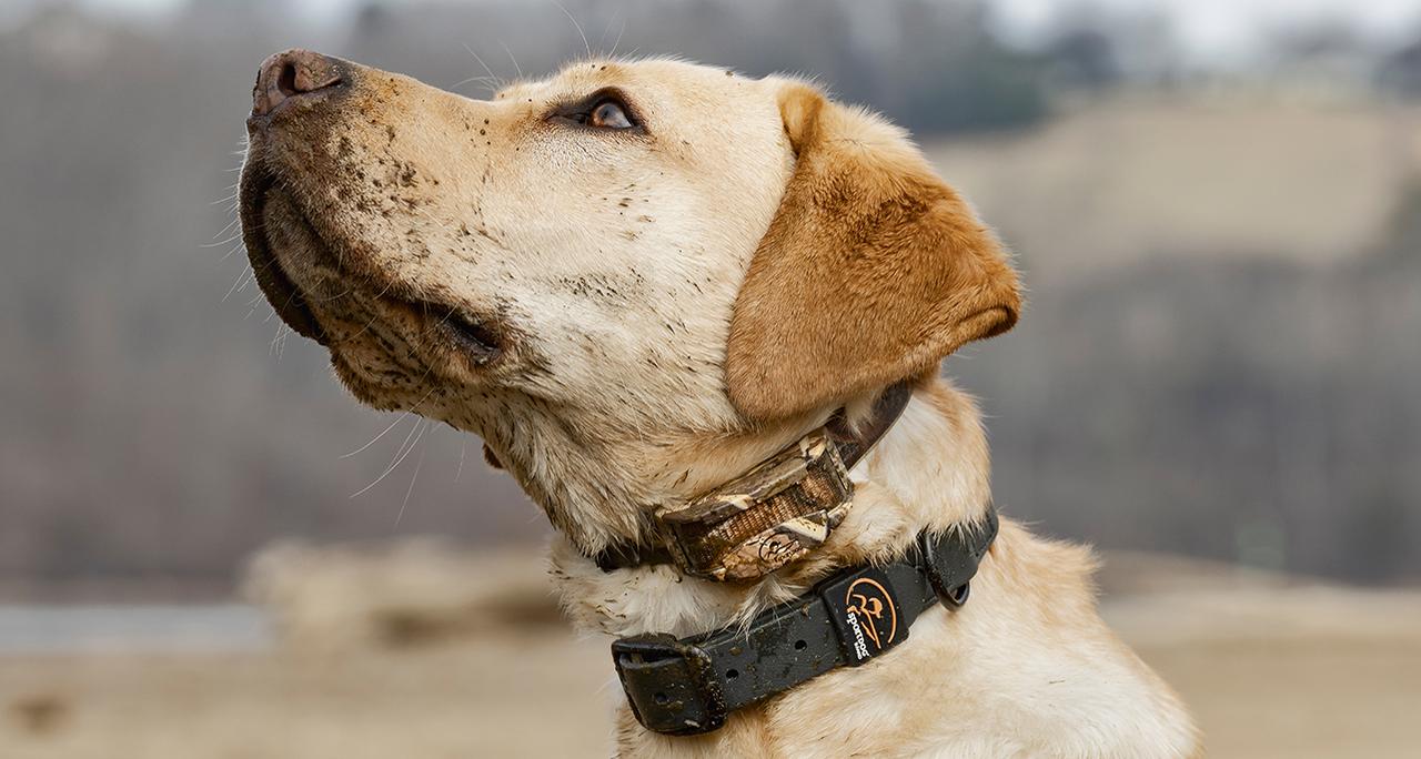 Yellow lab wearing SportDOG e-collar and the new rugged utility Collar