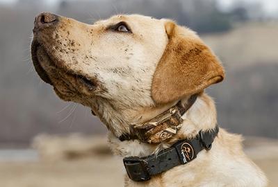 Yellow lab wearing WetlandHunter e-collar and Rugged Utility Collar