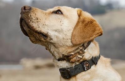Yellow lab wearing SportDOG e-collar and rugged utility collar