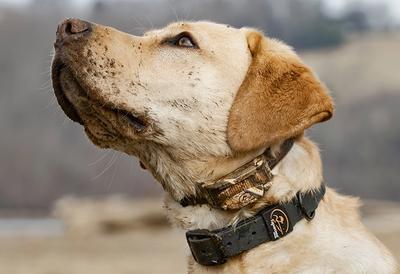 dog wearing SportDOG utility collar and e-collar