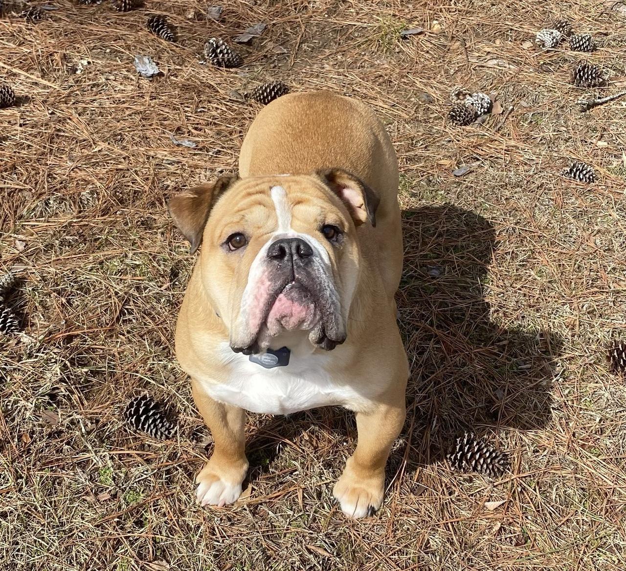 Bulldog outside in Central Alabama yard wearing it's invisible fence collar.