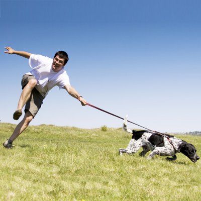 Dog pulling 2025 backwards on leash