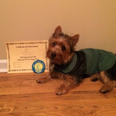 diabetes alert dogs
