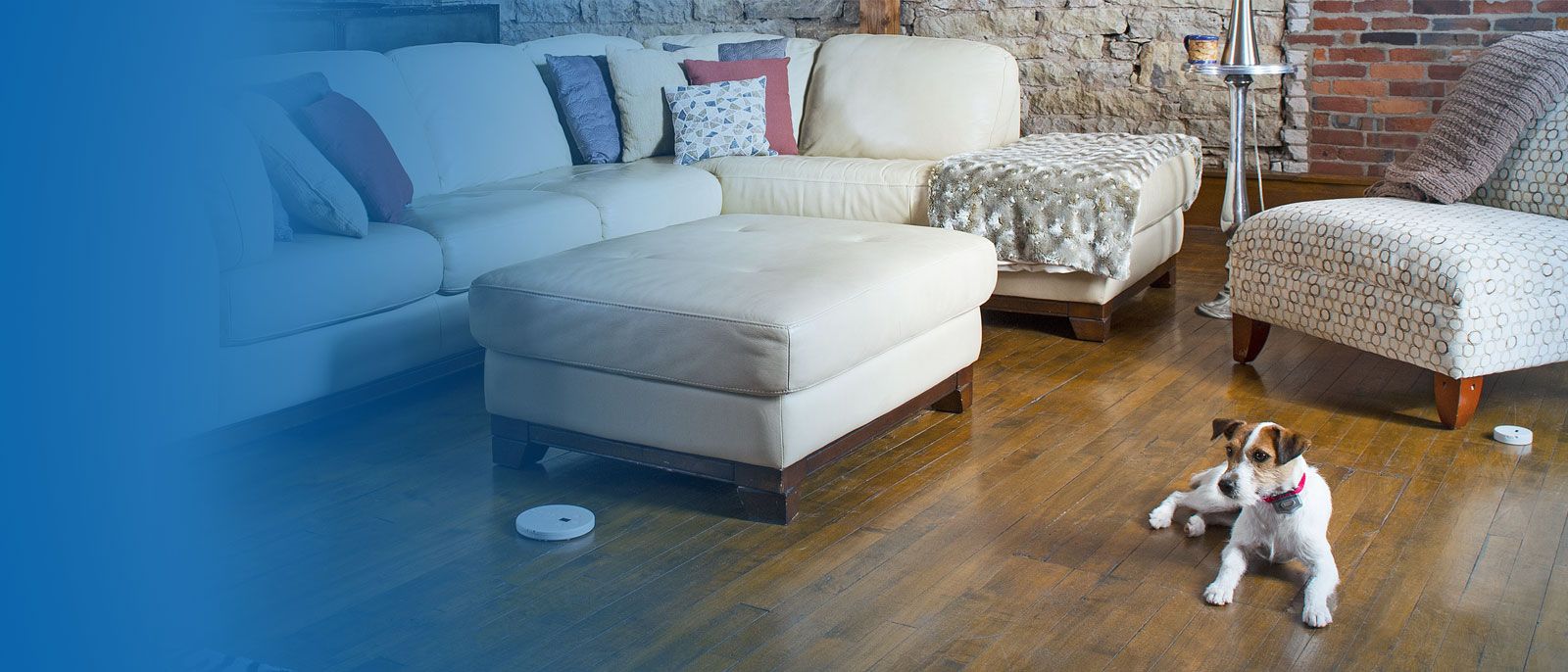 dog by couch with indoor shields